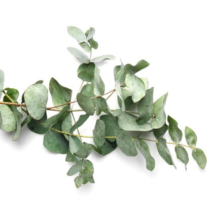 Eukalyptus
