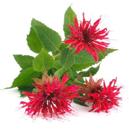 Monarda