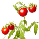 Rajčata vhodná do skleníku