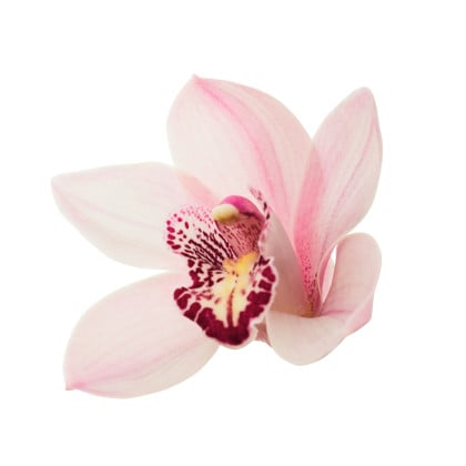Orchidej