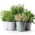 Semena bylinek a léčivek