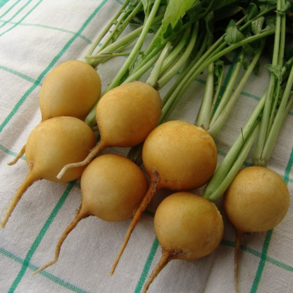 Co vysévat v červenci