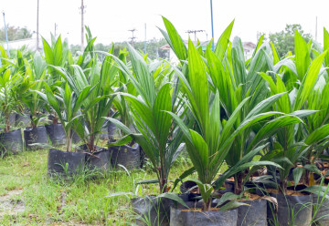 Palmy v českých zahradách