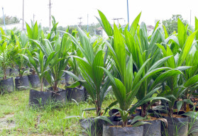 Palmy v českých zahradách