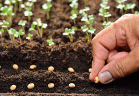 Čím se liší BIO osiva od těch běžných?