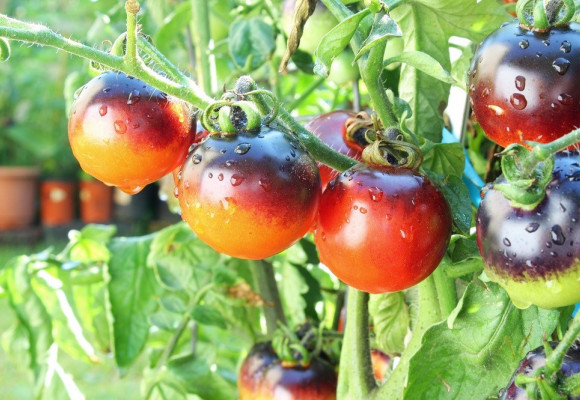 Na co si dát pozor při pěstování rajčat