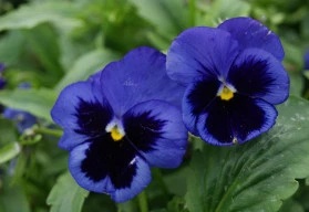 Nepropásněte čas výsevu Macešek! 