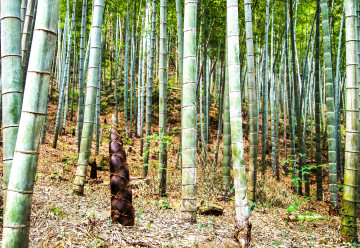 Bambus v interiéru i na zahradě