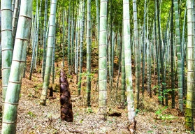 Bambus v interiéru i na zahradě