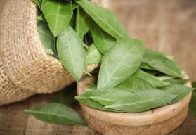 Henna – dekorativní rostlina s mnoha léčivými účinky