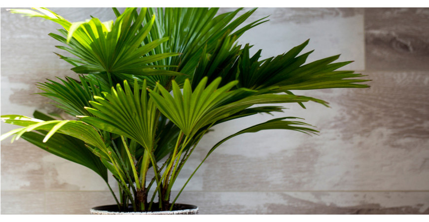 Palmy – krásná rostlina od semínka