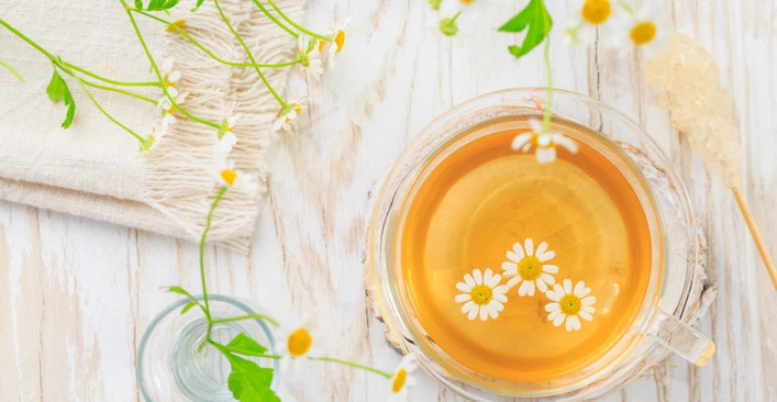 Heřmánek a jeho pěstování ze semínek