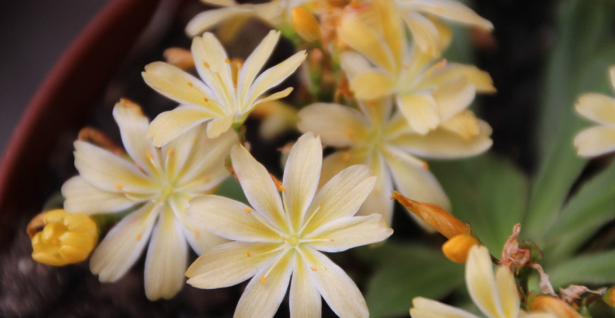 Kotyledon  - krásná rostlina, která oživí váš domov  