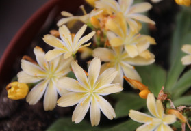 Kotyledon  - krásná rostlina, která oživí váš domov  