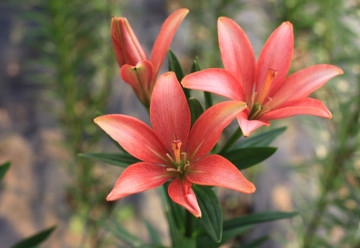 Lilie lze pěstovat i ze semen