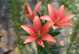 Lilie lze pěstovat i ze semen