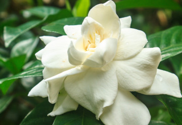 Gardénie- rostlina s okouzlujícími květy