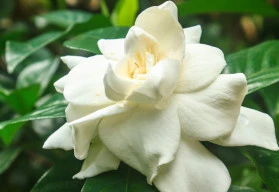 Gardénie- rostlina s okouzlujícími květy