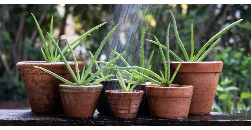 Vypěstujte si Aloe vera ze semen