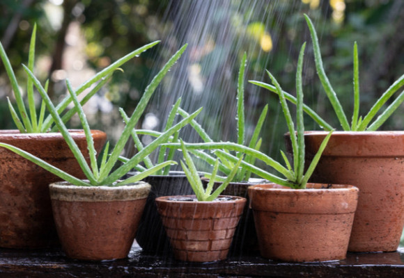 Vypěstujte si Aloe vera ze semen
