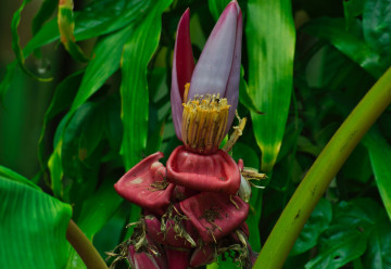 Jak správně vypěstovat banánovník ze semen