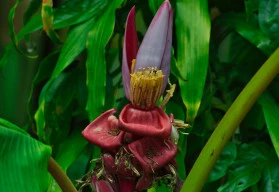 Jak správně vypěstovat banánovník ze semen