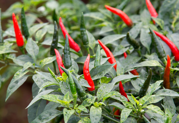 Vše o pěstování chilli ze semen