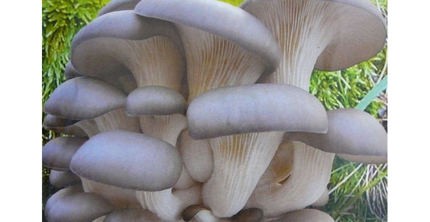 Hlíva ústřičná - pěstování léčivé houby na dřevě