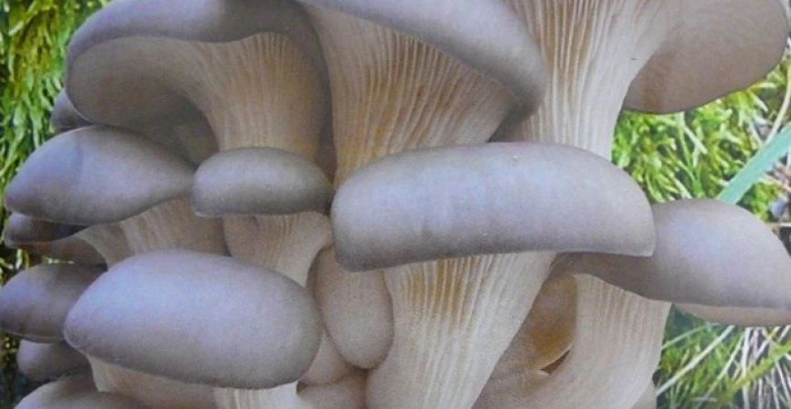 Hlíva ústřičná - pěstování léčivé houby na dřevě