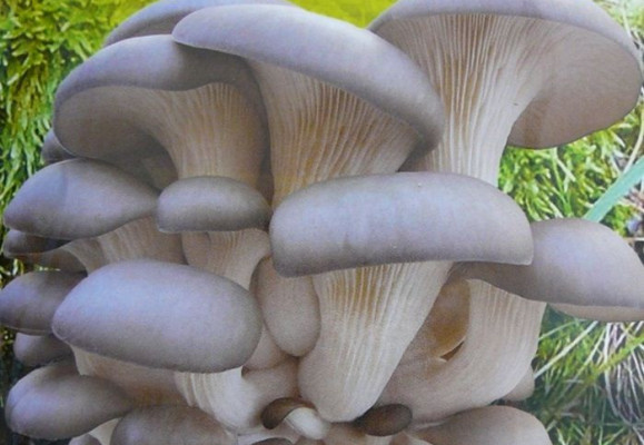 Hlíva ústřičná - pěstování léčivé houby na dřevě