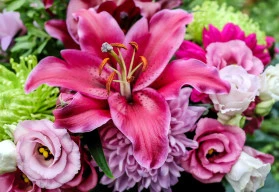 Lilie – královny květin, které nelze na žádné zahradě přehlédnout