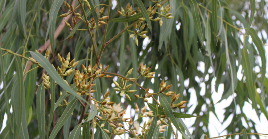 Eukalyptus neboli Blahovičník a jeho pěstování