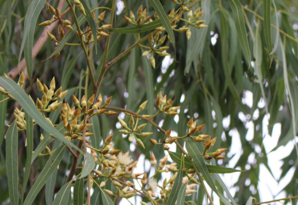 Eukalyptus neboli Blahovičník a jeho pěstování