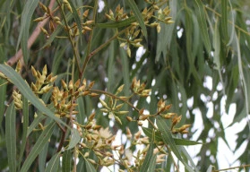 Eukalyptus neboli Blahovičník a jeho pěstování