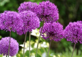 Zkuste pěstovat okrasné česneky, svým kulovitým květenstvím zaujmou na první pohled