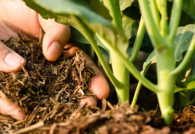 Nezapomínejte na podzimní hnojení, rostliny vám budou vděčné