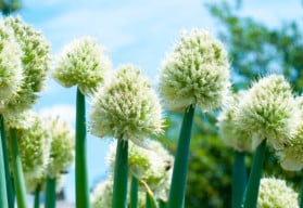 Znáte ošlejch a víte, jak na jeho pěstování?