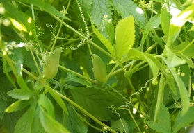 Papriková okurka s chutí hrášku, ačokča, má všestranné využití