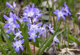 Je čas vysadit cibulky ladoňek, jsou nenáročné a pokvetou každé jaro