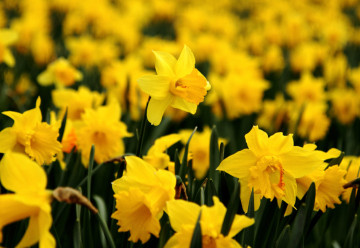 Narcisy jsou na pěstování nenáročné, na výsadbu je nyní ta pravá chvíle