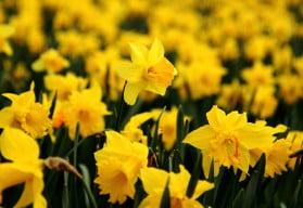 Narcisy jsou na pěstování nenáročné, na výsadbu je nyní ta pravá chvíle