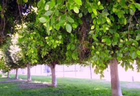 Pěstujte a mlsejte čerstvé fíky, plodit budou i na terase