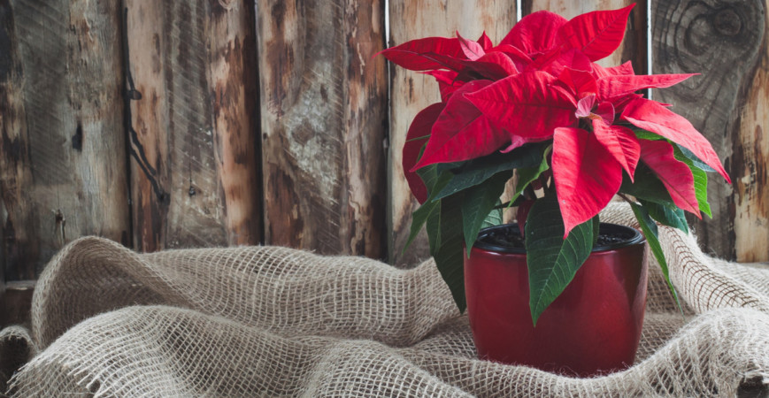 Vánoční hvězda je tradiční vánoční květinou. Víte, jak se o ni správně postarat?