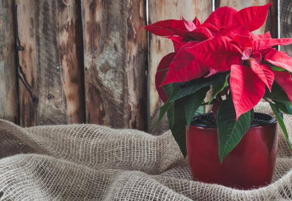 Vánoční hvězda je tradiční vánoční květinou. Víte, jak se o ni správně postarat?