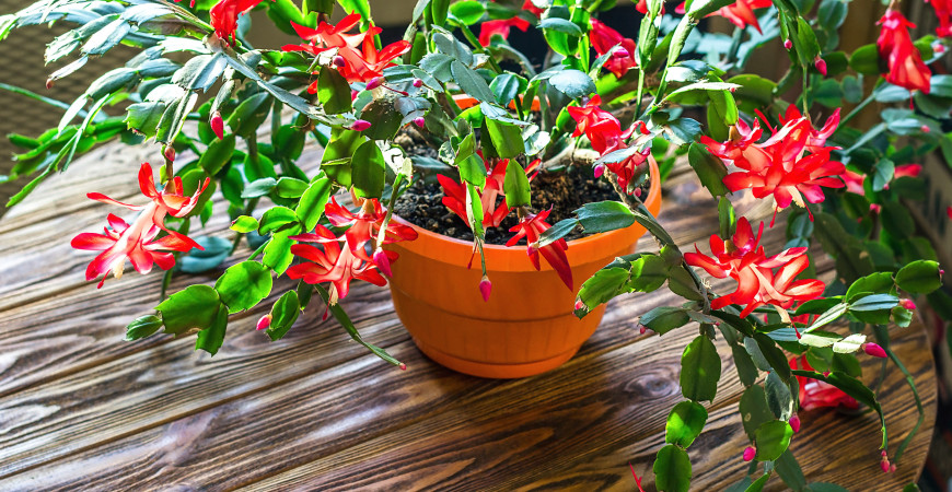 Kvetoucí pokojovky v bílé barvě, krásná dekorace, která navodí nejen vánoční atmosféru