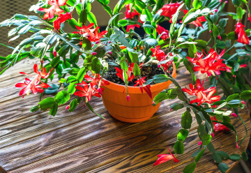 Kvetoucí pokojovky v bílé barvě, krásná dekorace, která navodí nejen vánoční atmosféru