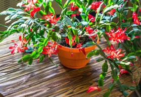 Kvetoucí pokojovky v bílé barvě, krásná dekorace, která navodí nejen vánoční atmosféru