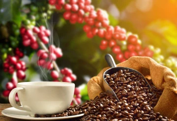 Kávovník arabský lze s úspěchem pěstovat i v bytě, bude kvést i plodit