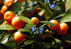 Citronečník trojlistý lze, i v našich podmínkách, pěstovat na zahradě po celý rok