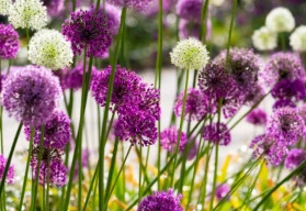 Není česnek jako česnek